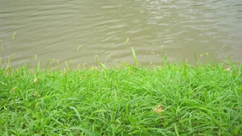 Small flower moving with river background Stock Footage 250952018