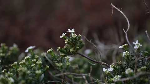 Small flower moving in the wind. Stock Footage 123394525