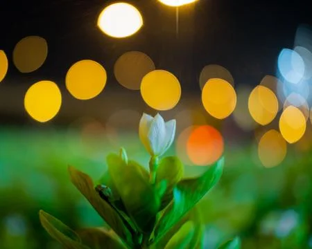 SMALL FLOWER AT NIGHT Stock Photos