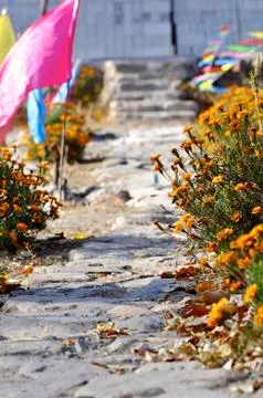 A small flower path Stock Photos