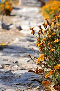 A small flower path Stock Photos