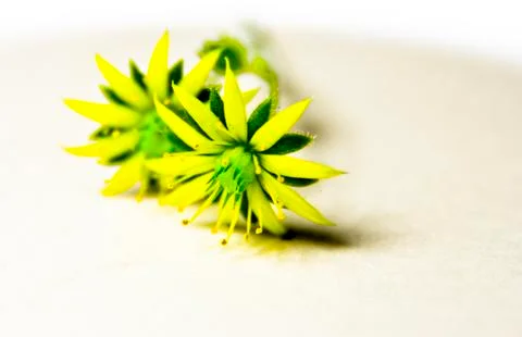 Small Flower Stock Photos
