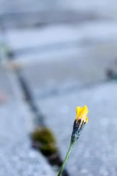 Small Flower Stock Photos