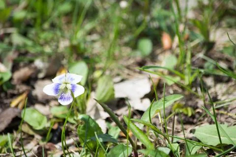 Small flower Stock Photos