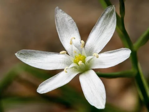 Small flower Stock Photos