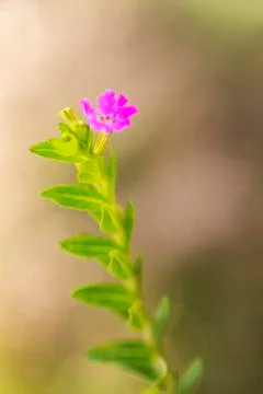 Small Flower 写真素材