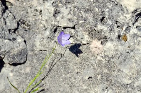 Small flower Stock Photos