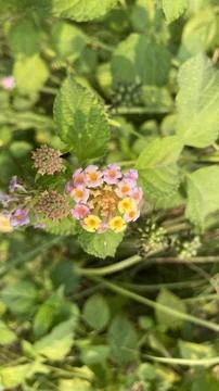 Small flower Stock Photos