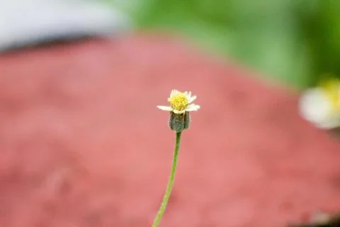 Small flower Stock Photos