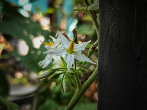 Small flower Stock Photos