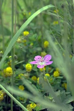 A small flower Stock Photos