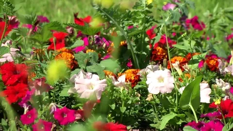 Small flower plantation Stock Footage 115327871