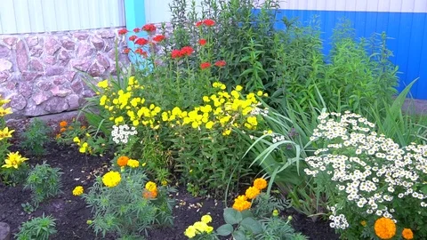 Small flower plantation Stock Footage 115328569