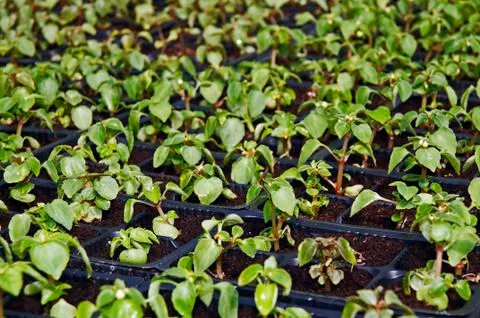 Small flower plants Stock Photos