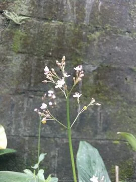 Small flower unique Stock Photos