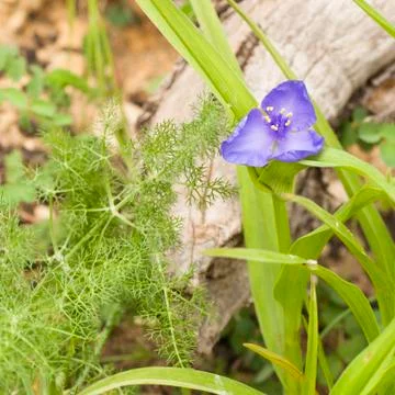 Small flower violet Stockfoto's