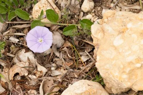 Small flower violet Photos