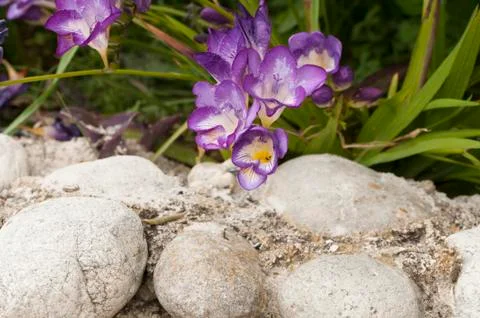 Small flower violet Stockfoto's