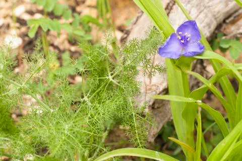Small flower violet Photos