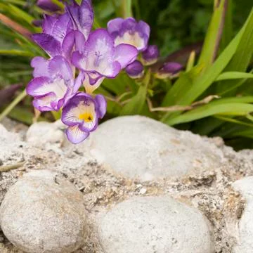 Small flower violet Photos