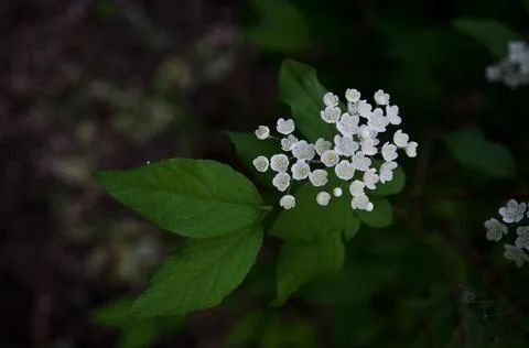 Small-flowered Deutzia Stock Photos