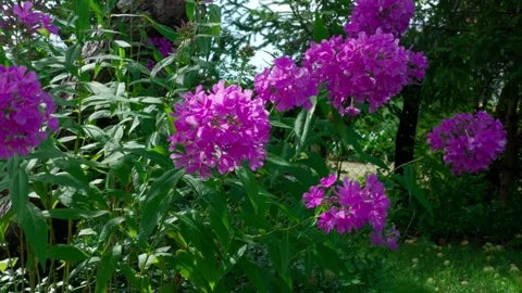 Small-flowered phlox Stock Footage 322775655