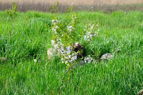 Small flowering cherry tree among Stock Photos