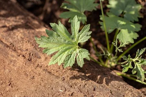Small Flowering Plant Stock Photos