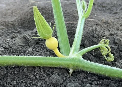 Small flowering pumpkin grows on a vegetable bed Fotos de archivo