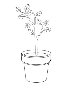 Small flowering tree in flower pots - vector linear picture for coloring. Stock Illustration