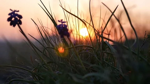 Small flowers against the background of dawn Stock Footage 127734724
