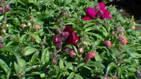 Small flowers on a background of grass border Video stock 39478241