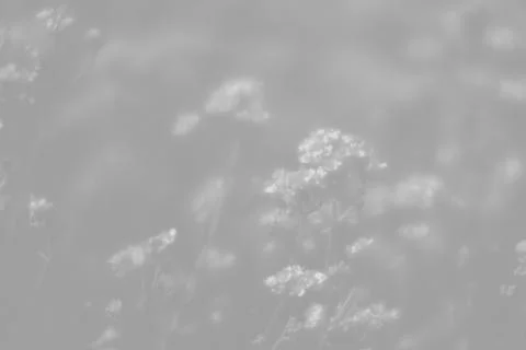 Small flowers background in light gray tonality Stock Photos