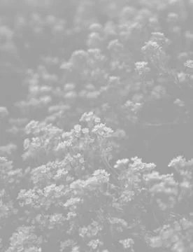 Small flowers background in light gray tonality Stock Photos
