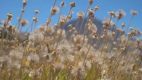 Small flowers on a background of mountains Stock Footage 71515865