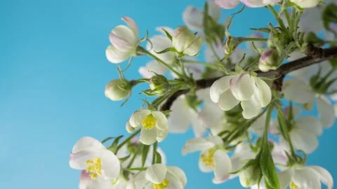 Small flowers blooming time lapse Видео 232392928