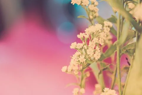 Small flowers on a blurred background Stock Photos
