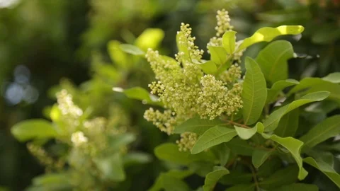 Small Flowers on Branch Stock Footage 104782428