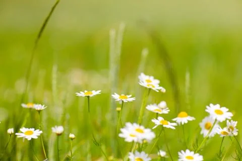 Small flowers of chamomile Stock Photos