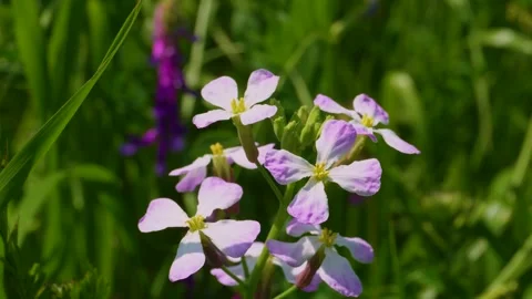 Small Flowers Dancing Gently in the Japanese Breeze Stock Footage 336765339