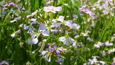 Small Flowers Dancing Gently in the Japanese Breeze Stock Footage 336765373
