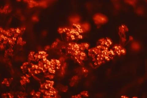 Small flowers in a dramatic red tone Stock Photos