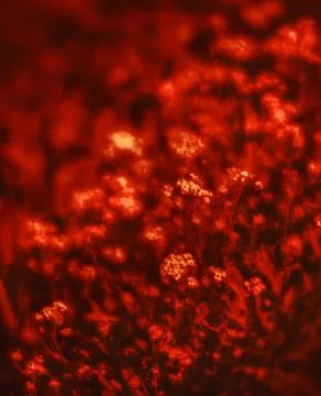 Small flowers in a dramatic red tone Stock Photos