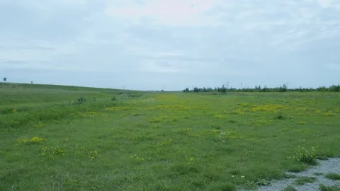 Small Flowers In A Field Of Grass Video stock 247142712