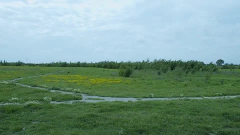 Small Flowers In A Field Of Grass Video stock 247143126