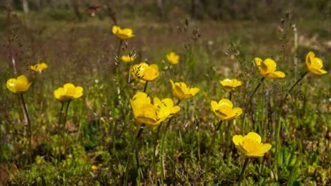 Small flowers of the field 스톡 사진