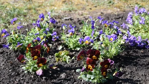 Small flowers Stock Footage 104765656