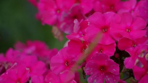 Small flowers Stock Footage 114878695