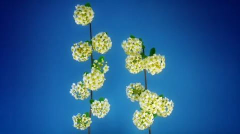 Small flowers FullHD Video stock 41849890