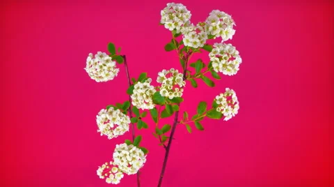 Small flowers FullHD Stock Footage 41850129